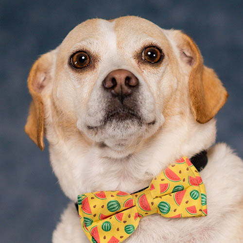 Archie the Office Dog and Chief of Security for Right at Home Galveston