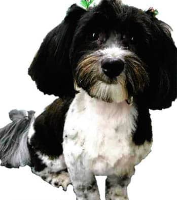 Rosie, a havernese breed dog, sitting