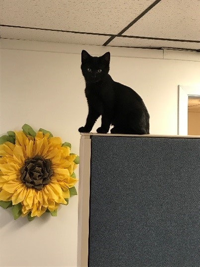 Stress Management Team member, Binx