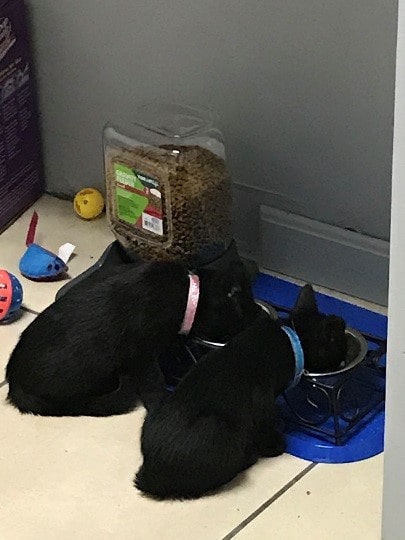 Binx and Jinx taking a lunch break.