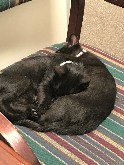 Binx and Jinx taking a cat nap