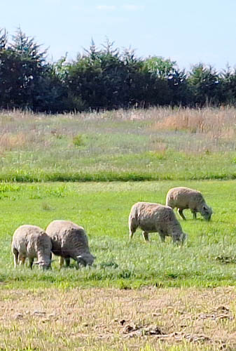 Erin Adams Herd of Sheep Grazing In The Pasture