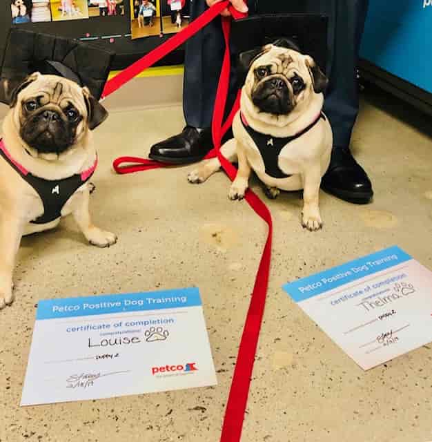 Pug Graduation