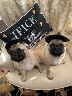 Right at Home Woodstock Therapy Dogs in Training Thelma and Louise,dressed in their 2018 Halloween Costumes