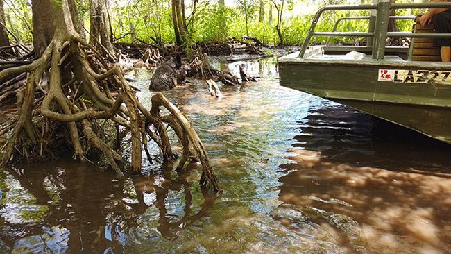 Bayou Trees Slidell LA