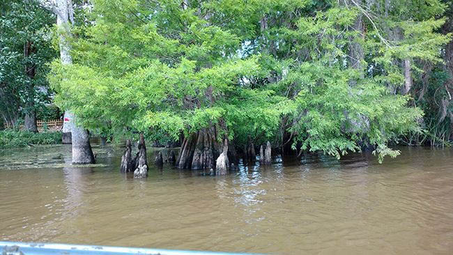 Bayou Vegetation Trees Honey Island Swamp