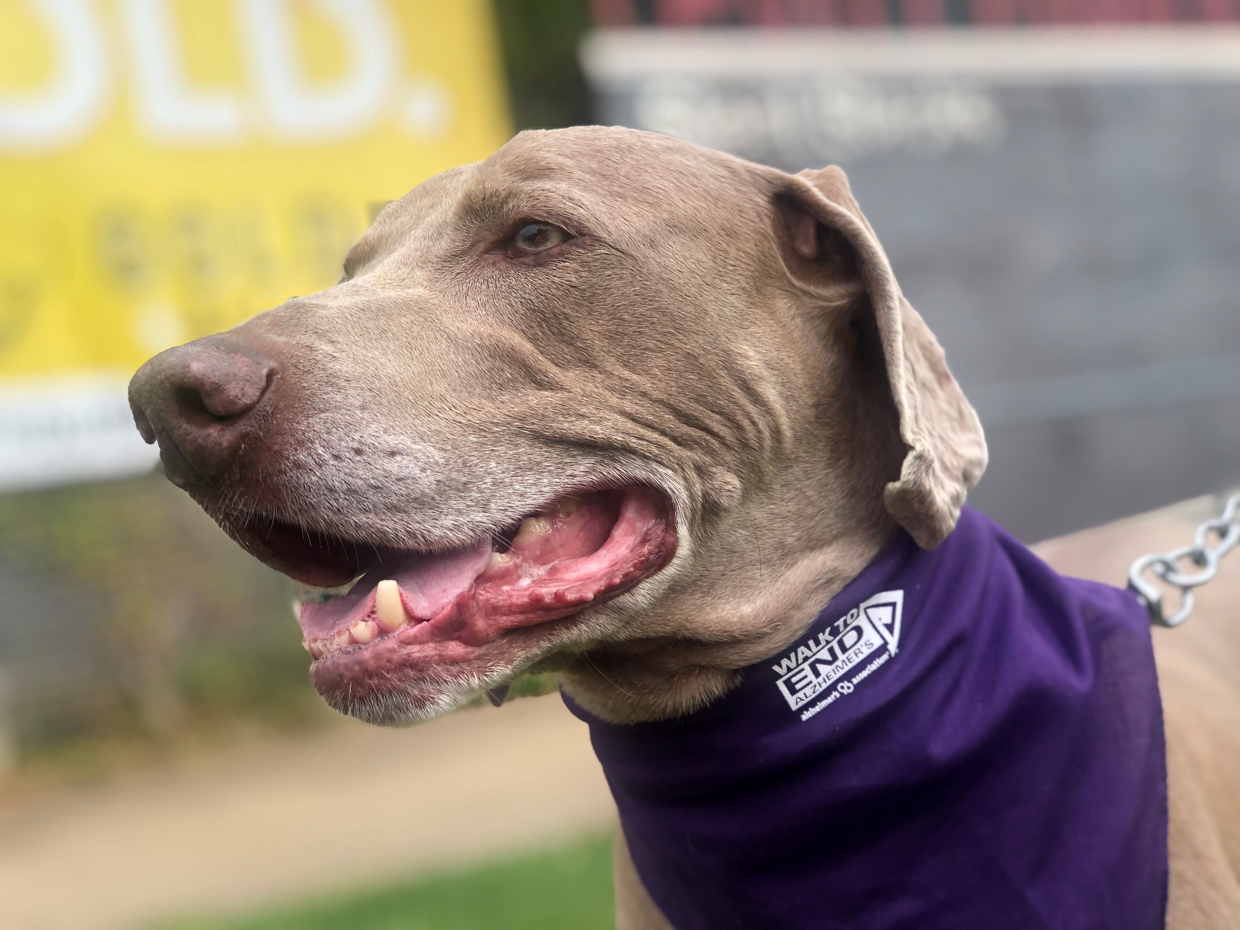 Walking the dog to end Alzheimer's