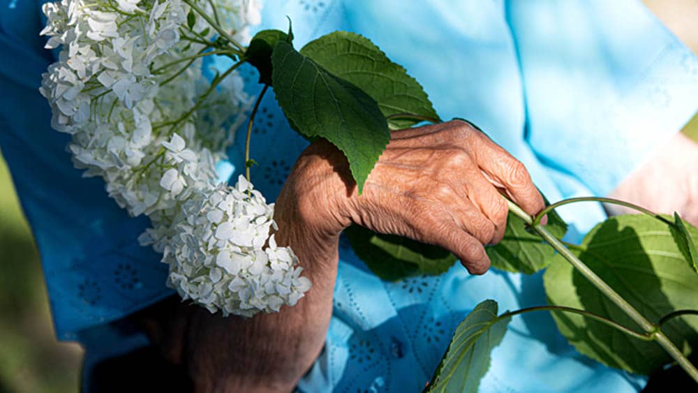 Elderly Woman Hand Holding Flowers Outdoors