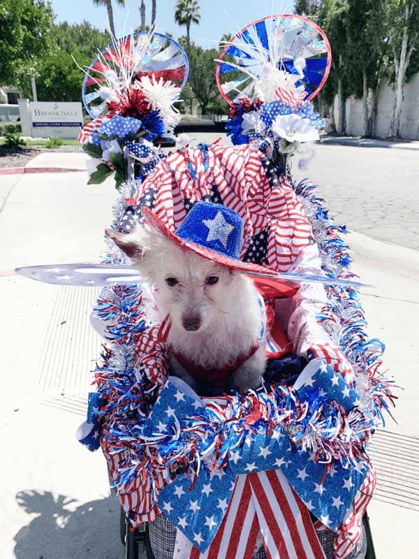 White dog dressed up in patriotic gear in a wagon for pet parade